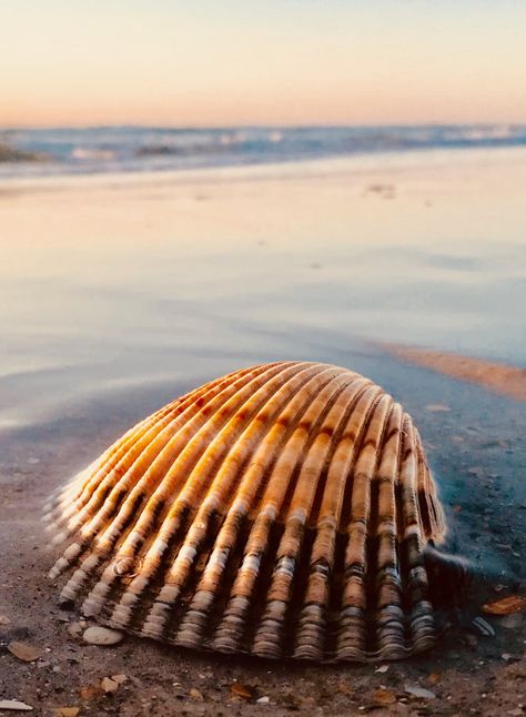 Calico scallop Shell Calico Scallop, Wrightsville Beach, Scallop Shell, Scallop Shells, Shells, Water, Quick Saves, Art, Nature