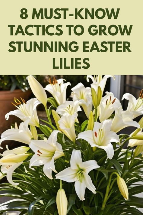 Discover the secrets of growing breathtaking Easter lilies in your garden with our comprehensive guide. Learn how to plant, care for, and maintain these beautiful flowers to ensure they bloom beautifully year after year. From selecting the right location to pruning and fertilizing tips, we've got you covered on how to grow Easter lilies like a pro. Elevate your gardening skills and create a stunning display of these iconic spring blooms in your outdoor space. Growing Lillies, Easter Lily Flower, Easter Lilies, Lily Seeds, Garden Paradise, Red Lily, Organic Compost, Easter Lily, Timing Is Everything