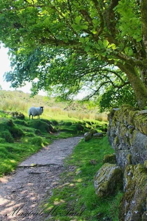 Dartmoor England, Country Lane, British Countryside, A Sheep, Country Scenes, Country Farm, Magical Christmas, Green Gables, England Uk