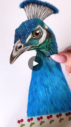 165K views · 5.3K reactions | Drawing & coloring a peacock 💜 By @drawingsbymia.art | By Coloring Book Cafe | Facebook Peacock Art Drawing, Peacock Drawing With Colour, Reactions Drawing, Pencil Colour Painting, Peacock Drawing, Peacock Colors, Peacock Art, Book Cafe, Peacock Color