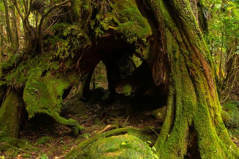 https://flic.kr/p/28A1xgy | Sandai Sugi（三代杉）#1 | A close view of Sandai Sugi (three-generation cedar), located along the Arakawa Trail railroad path. The tree is named such since three generations of trees have grown at the same spot. Moss Covered, Forest Fairy, Warrior Cats, Enchanted Forest, Pretty Places, Green Aesthetic, The Tree, Mother Earth, Mother Nature