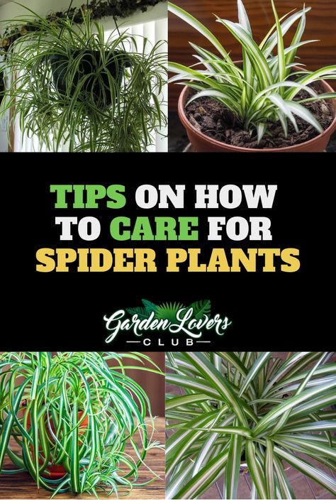 Spider Plant Care: Tips on How to Care for a Spider Plant via @gardenloverclub Caring For Spider Plants, How To Grow Spider Plants, Care For Spider Plant, How To Repot A Spider Plant, How To Care For Spider Plants, Repotting Spider Plant, Spider Plants Care, Spider Plant Care, Plant Obsession