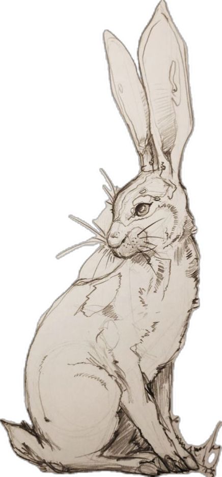 Draw Easter Bunny, Drawing Of A Pencil, Hare Sketch, Easter Bunny Drawing, Hare Drawing, Drawing Rabbit, Hare Illustration, Bunny Sketches, Draw Step By Step