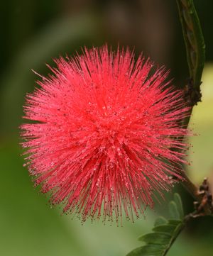 ohia lehua blossom, aka funky dr. seuss plant Ohia Lehua, Strange Flowers, Backyard Plants, California Garden, Living Room Plants, Dr Suess, Unusual Plants, Travel Humor, House Plants Decor