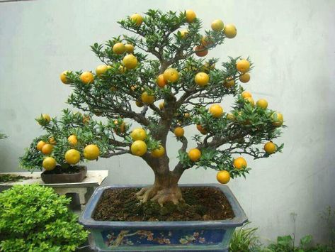 Pyracantha Bonsai, Apple Bonsai, Bonsai Orange Tree, Cedar Bonsai, How To Grow Bonsai, Growing Bonsai, Bonsai Fruit Tree, Bonsai Trees For Sale, Japanese Cedar