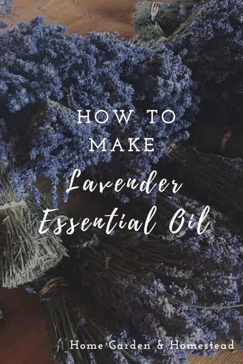 An easy recipe for how to make lavender essential oil. Plus, nine more easy ways to use fresh homegrown lavender. These range from culinary uses, medicinal remedies, and a wide variety of household uses. #lavenderoil #lavender How To Make Lavender Oil, Lavender Perfume Diy, Fresh Lavender Uses, Make Lavender Essential Oil, Homemade Lavender Oil, Medicinal Remedies, Lavender Diy, Lavendar Oil, Herbs Medicine