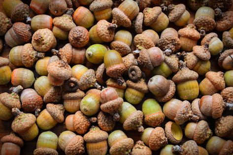 How To Preserve Acorns For Crafts, Drying Acorns For Crafts, Decorating With Acorns For Fall, How To Dry Acorns For Crafts, Preparing Acorns For Crafts, What To Do With Acorns, Dried Acorns, Acorn Art, Fall Classroom Ideas