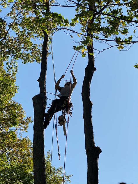 Trust an experienced professional to remove your trees. Skilled climbing and rigging to remove branches, protects your home and property from potential damage.  #arborist#climber#skilledworker#treesurgeon#treeremoval Arborist Climbing Trees, Cornish House, Arborist Climbing, Stump Grinding, Rope Climb, Johanna Mason, Climbing Trees, Branch Tree, Tree Climbing