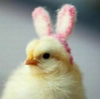 Pet Chicken, Cute Pets, Chicken Breeds, Funny Animal, Easter, Chicken, Pet, Hats, Animals