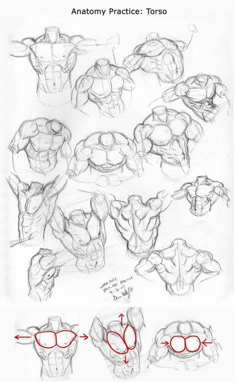 Chest Drawing, Shape Sketch, Studies Drawing, Torso Anatomy, Drawing Resources, Sketch Practice, Anatomy References, Anatomy Practice, Male Anatomy