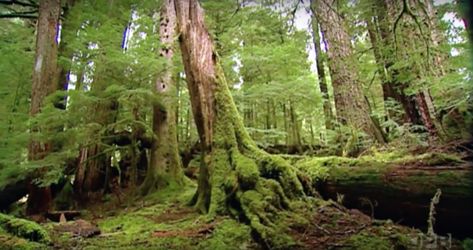 As you stroll through this spectacular rainforest, you'll be enchanted by the ancient, mossy trees and the serene, peaceful atmosphere. Moss Forest, Oregon Forest, Mossy Tree, Visit Oregon, Oregon Living, Oregon Road Trip, Oregon Washington, Old Trees, The Giants