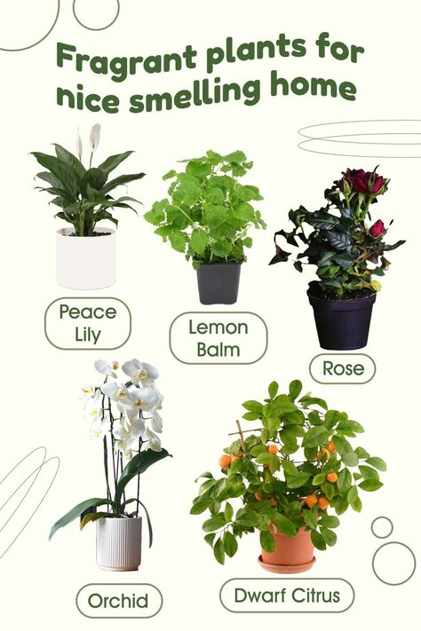 Good Smelling Plants Indoor, Plants That Clean Indoor Air, Good Smelling Plants, Plant Placement In Home, Plants Without Sunlight, Inside House Plants, Safe House Plants, Plants Living Room, Best Air Purifying Plants