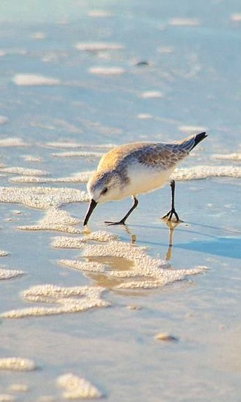 Shore Bird Art, Sandpiper Bird, Beach Scene Painting, Beach Art Painting, Coastal Birds, Learn Watercolor Painting, Bird Watercolor Paintings, Beach Nature, Beach Watercolor