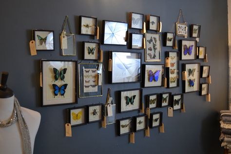 Our framed Butterfly wall! Taxidermy butterflies, black frames, and brass frames. Butterfly In Frame Decor, Taxidermy Butterfly Wall, Butterfly Specimen Display, Butterfly Gallery Wall, Butterfly Taxidermy Decor, Taxidermy Wall Display, Butterfly Pinning, Framed Butterfly Wall Art, Taxidermy Butterflies