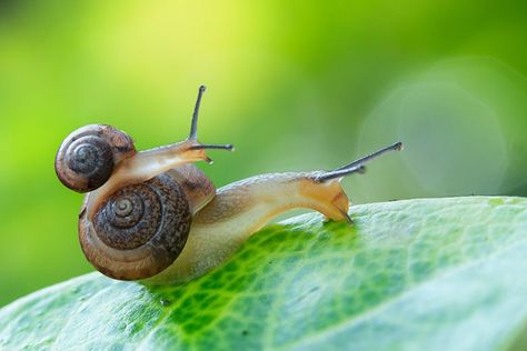 How To Get Rid of Snails Pretty Bugs, Aquarium Snails, Baby Snail, Pet Snails, Perennial Vegetables, Amazing Animal Pictures, Cool Bugs, Snail Shell, British Wildlife