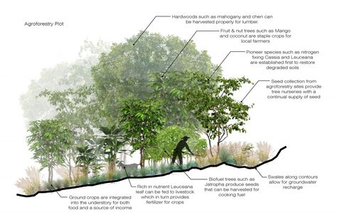 #AGROFORESTRY - Urban Design - Royal Docks: Storyboard Karol Elephant Ears Garden, French Garden Landscaping, Country Garden Landscaping, Landscaping Water Feature, Urban Forest, Permaculture Design, Post Facebook, Tree Nursery, Farmhouse Garden