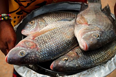 Fresh Tilapia From Volta River, Ghana Fresh Tilapia, Ghanaian Food, Fresh Fish, Fish Pond, African Food, In The Flesh, Ghana, Fish