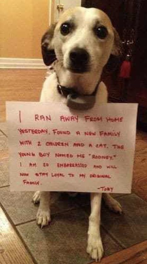 Dog Shaming Photos, Dog Shaming Funny, Cat Shaming, Animal Shaming, Guilty Dog, Frozen Dog, Dog Shaming, Funny Dog Memes, Funny Animal Quotes