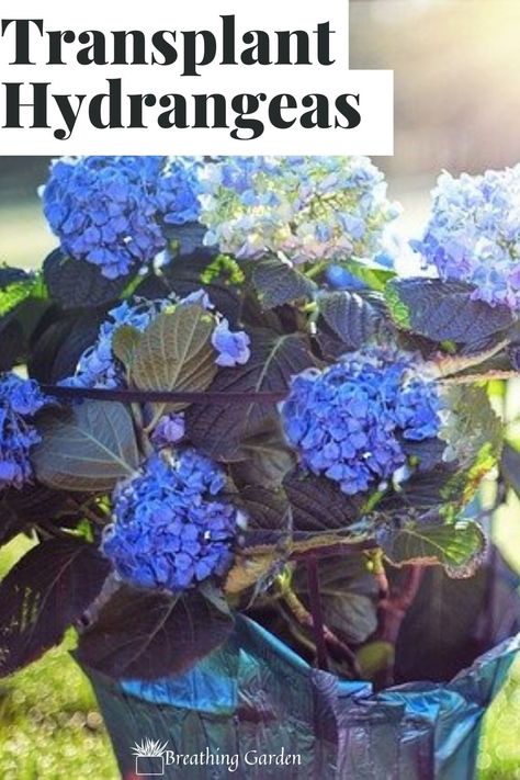 Transplanting Hydrangeas, French Hydrangea, Hydrangea Potted, Pruning Hydrangeas, Hydrangea Landscaping, Large Hydrangea, Hydrangea Shrub, Types Of Hydrangeas, Smooth Hydrangea