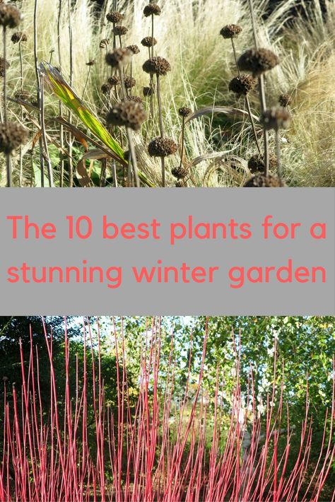 10 creative ways to improve your winter garden Zuppa Toscana Soup Olive Garden, Winter Planting, French Country Garden, Fall Vegetables, Survival Gardening, Winter Vegetables, Best Plants, Winter Plants, Garden Guide