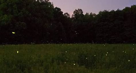 Porch Light Aesthetic, Catching Fireflies Aesthetic, Summer Night Aesthetic, Lightening Bugs, Fire Flies, Fire Fly, Farm Fields, Lightning Bugs, Catching Fireflies