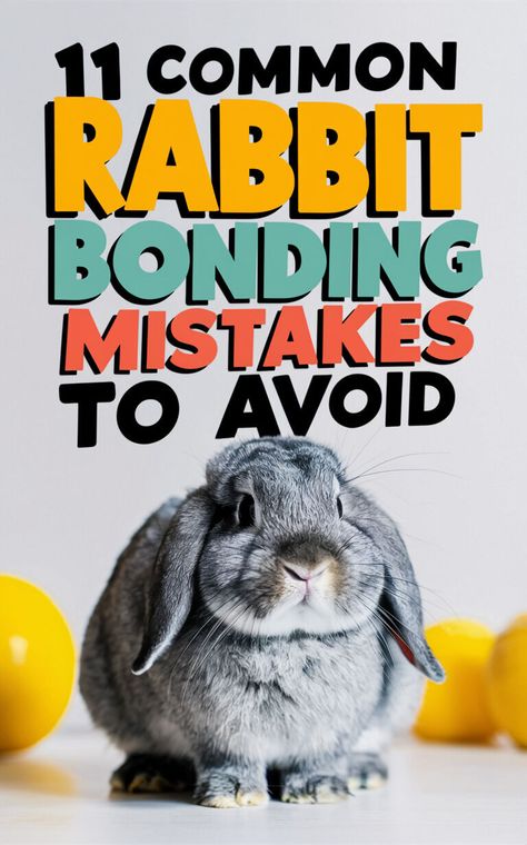 Avoid these common rabbit bonding mistakes to ensure a happy and harmonious relationship 🐇💕 #rabbitbonding #bunnylove #petcaretips Bonding Bunnies, Bonding Rabbits, Rabbit Bonding, French Lop Rabbit, Rabbit Things, Funny Rabbits, French Lop, Outdoor Rabbit, Rabbit Behavior