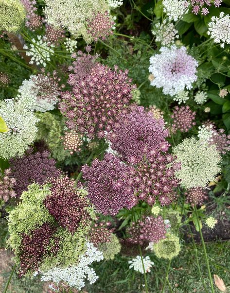 Use clean lines, geometric shapes, and a restrained plant palette for a contemporary look. Daucus Carota Dara, Chocolate Lace Flower, Moody Garden, Unique Landscaping, Chocolate Lace, Plant Palette, Daucus Carota, Have Inspiration, Front Yard Garden