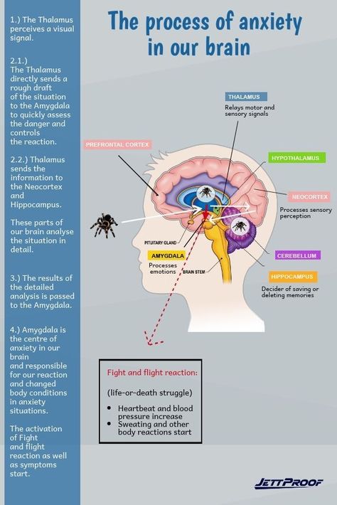 Brain Anatomy And Function, Psychology Notes, Brain Facts, Brain Anatomy, Brain Chemistry, Medical Knowledge, Mental And Emotional Health, Psychology Facts, Coping Skills