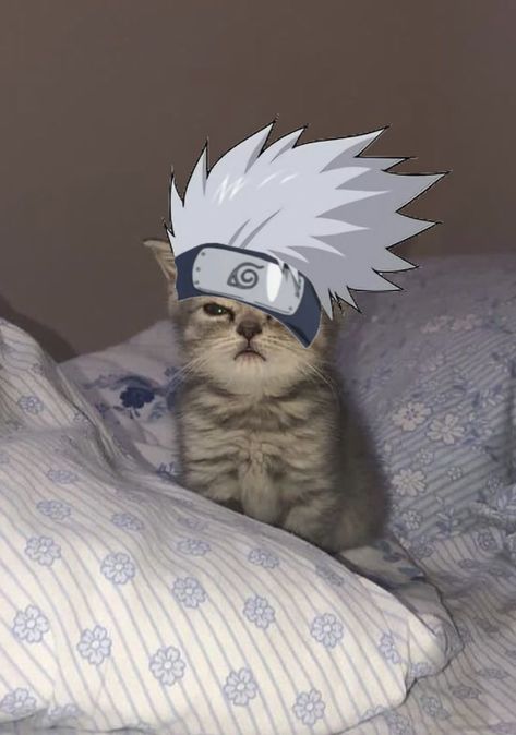 Cat Naruto, Editing Assets, Anime Chat, Cats Anime, Anime Kitten, Iphone Wallpaper Cat, Animated Wallpapers For Mobile, Kakashi Sensei, Anime Funny Moments