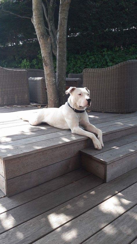 Dog Argentino, Nanny Dog, Bully Dog, Bulldog Lover, White Dog, Pitbull Dog, Pitbull Terrier, So Sweet, Beautiful Dogs