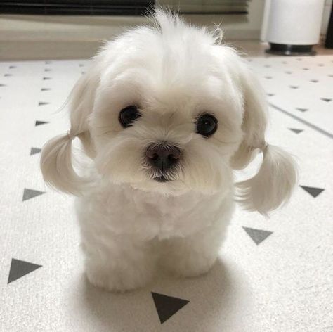 19 Fotografías que los amantes de los perros necesitan ver lo más pronto posible Cutest Puppy Ever, 강아지 그림, A Rug, White Dog, Baby Animals Funny, Puppy Care, Cute Dogs And Puppies, Baby Dogs