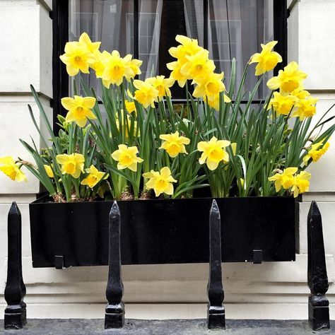 Easter Window Boxes, Window Flower Boxes, Easter Window, Window Box Plants, Window Box Flowers, Window Planters, Spring Window, Flower Window, Window Planter Boxes