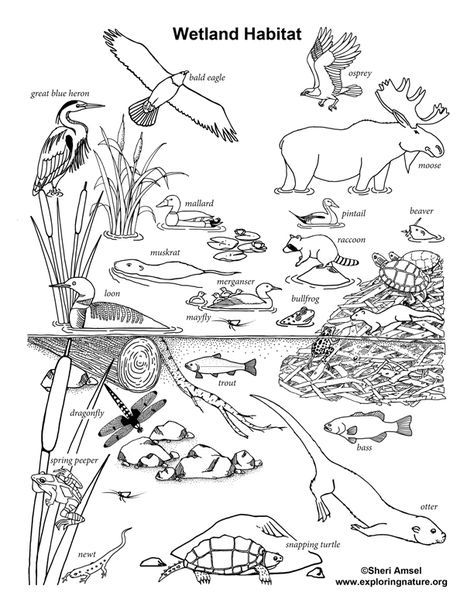 Learn about habitats and animals with simple, fun activities from Exploringnature.org Wetlands Activities, Coloring Pages Of Animals, Habitat Activities, World Wetlands Day, Animal Habitat, Coloring Pages Nature, Animal Worksheets, Preschool Homeschool, Nature School