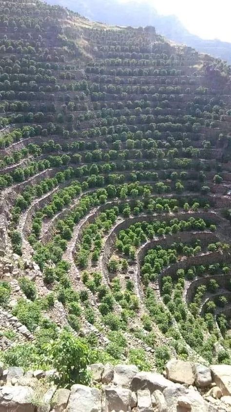 Hillside Farming, Mountain Terrace, Natural Swimming Ponds, Brown Tree, Eco Architecture, Hillside Landscaping, Farm Lifestyle, Diy Raised Garden, Sloped Garden