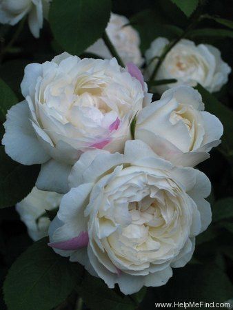 ~English rose 'Winchester Cathedral' Winchester Cathedral Rose, Winchester Cathedral, Long John Silver, Peonies And Hydrangeas, Rose Varieties, Coming Up Roses, Rose Photo, Garden Rose, Oil Slick