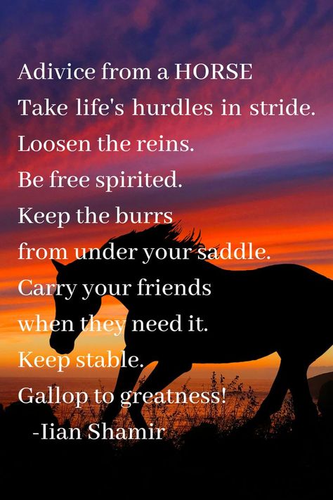 Horse Horse, Quarter Horse, Thoroughbred, Animals Of The World, Horse Girl, Animal Quotes, A Horse, Beautiful Horses, Life Lessons