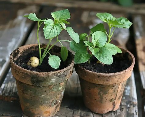 Transform Two Pots into a Potato Planter: A Space-Saving Gardening Hack Potato Planters, Gardening Techniques, Growing Potatoes, Grandmas Recipes, Vertical Garden, Garden Projects, Gardening Tips, Soil