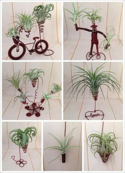 15 Best Hanging Air Plant Holder Ideas & Designs For 2020 Air Plant Art, Air Plants Diy, Air Plant Garden, Kaktus Dan Sukulen, Air Plants Decor, Air Plants Care, Wire Sculptures, Air Plant Display, Tillandsia Air Plant