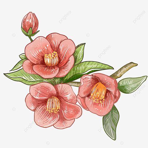 Camellia Flower Drawing, Camellia Drawing, Red Flowers Png, Camellia Red, Red Roses Background, Red Camellia, Peony Leaves, Png Tuber, Wedding Branches