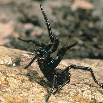 Sydney Funnelweb Spider Australia. Spider with attitude and very toxic. Sydney Funnel Web Spider, Poisonous Insects, Beautiful Spiders, Funnel Web Spider, Arachnids Spiders, Spiders And Snakes, Spider Venom, Spider Species, Deadly Creatures