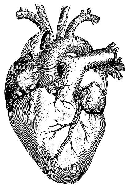 Heart Drawing Black And White, Heart Anatomy Drawing, Human Heart Art, Anatomical Heart Drawing, Hearts Black And White, Human Heart Drawing, Illustration Heart, Medical Drawings, Art Du Croquis