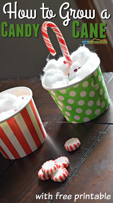 Grow a Candy Cane Christmas Activity for Kids with Free Printable - this is such a clever activity perfect for families during December, or having the Elf on the Shelf bring these magical seeds. The free printable really adds a lot to this cute activity. #candycane #christmasactivity #elfontheshelf Christmas Activities For Toddlers, Candy Cane Crafts, December Activities, Fun Christmas Activities, Christmas Worksheets, Christmas Activity, Christmas Activities For Kids, Christmas Tree Crafts, Christmas School