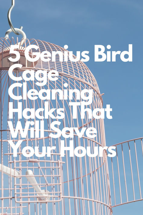 Bird Cage Ideas Mess Free Bird Cage, Bird Cage Skirt Seed Catcher Diy, Hanging Bird Cage Decor Ideas, Bird Cage Ideas Indoor, Bird Cage Setup, Bird Cage Ideas, Parakeet Cage, Hanging Bird Cage, Pet Bird Cage