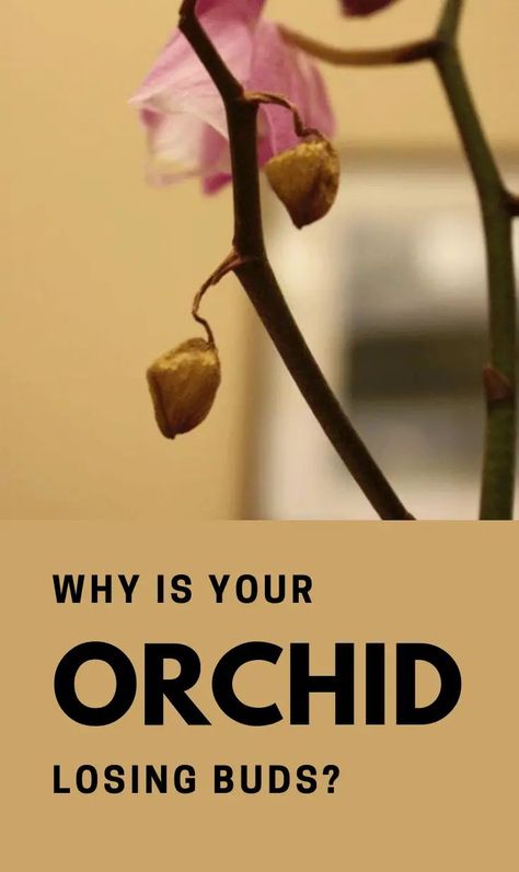 As a plant lover, I’ve choose to decorate my house with flowers, more precisely, orchids! But when your orchid triggers a new blooming you’ll start performing the happy dance. On the other hand, when the orchid buds instead of blooming they wilt and fall, you start wondering what’s wrong with them. Looking After Orchids, Indoor Orchid Care, Orchid Diseases, Orchid Propagation, House With Flowers, Calla Lily Bulbs, Orchids Care, Rose Plant Care, Repotting Orchids