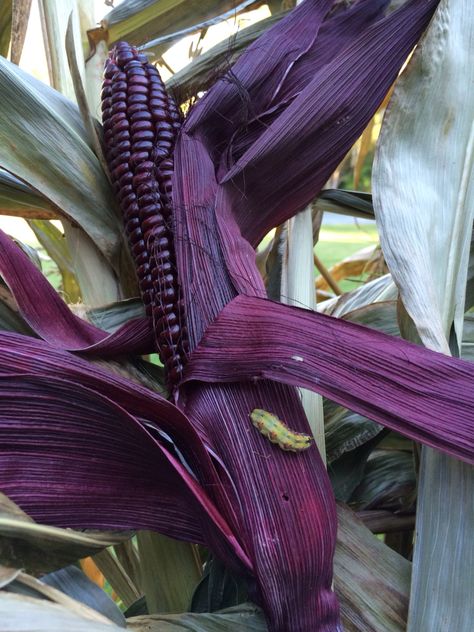 Colored Corn, Purple Corn, Drawing Room Ceiling Design, Unique Vegetables, Black Food, Gothic Garden, God Is Amazing, Artsy Pictures, Apartment Garden