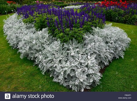 Download this stock image: cineraria silver dust salvia farinacea victoria blue annual annuals bed bedding display garden gardens border RM Floral - F8NXP1 from Alamy's library of millions of high resolution stock photos, illustrations and vectors. Silver Garden, Salvia Flower Bed, Dusty Miller Landscape Flower Beds, Cineraria Silver Dust, Silver Dust Plant, Annual Flower Beds Design, Victoria Blue Salvia, Salvia Garden, Deer Resistant Landscaping