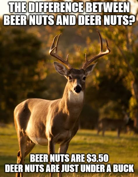 Deer Jokes, Deer Jokes Humor Hilarious, Funny Deer Pictures, Deer Season Humor, Funny Deer Hunting Pictures, Funny Deer Hunting Quotes Humor, Funny Deer Hunting Quotes, Hunting Quotes Funny, Deer Hunting Humor