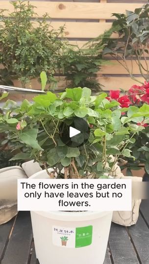 Homemade Plant Fertilizer, Gardening Plants, Fertilizer For Plants, Plants Indoor, 1k Views, Garden Styles, Cool Tools, Garden Inspiration, Gardening Tips