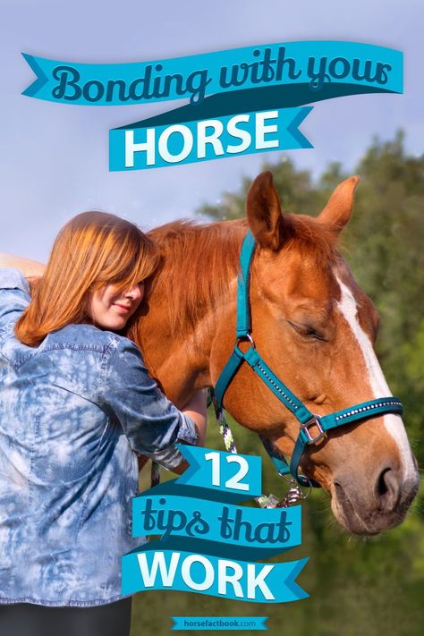 Want to bond with your new horse? We’ve got 12 tips that really do work 🐴🐎🏇❤ #horsefactbook #horsefacts #horselovers #horses #horsesofinstagram #horsesofinsta #horsesofinstagramdaily #eqlife #horsebonding #bonding #horseproblems #howto #howtoguide #horseownertips #newowner #trainhorse Horse Lessons Beginner, Tricks To Teach Your Horse, Bonding With Horse, Horse Bonding, How To Bond With Your Horse, Horse Essentials, How To Take Care Of A Horse, Taking Care Of Horses For Beginners, First Horse