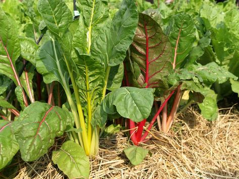 How to Grow Chard Growing Snow Peas, Swiss Chard Plant, Growing Swiss Chard, Rainbow Swiss Chard, Beta Vulgaris, Cold Frames, Homestead Ideas, Easy Vegetables To Grow, Fall Vegetables